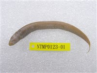 藏品(小頭櫛孔鰕虎)的圖片